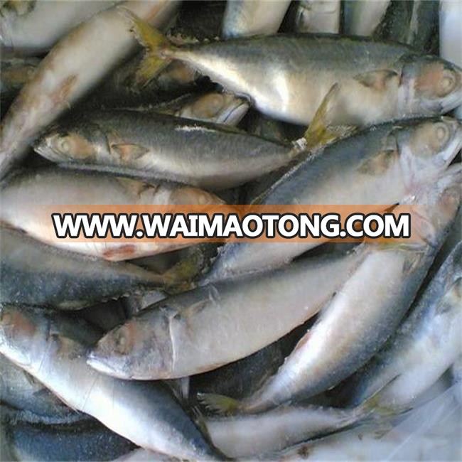 Frozen Whole Round Mackerel Fish