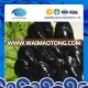 high quality frozen raw mussels in shell