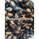 CHINA ORIGIN HALF SHELL MUSSEL FROZEN 10097