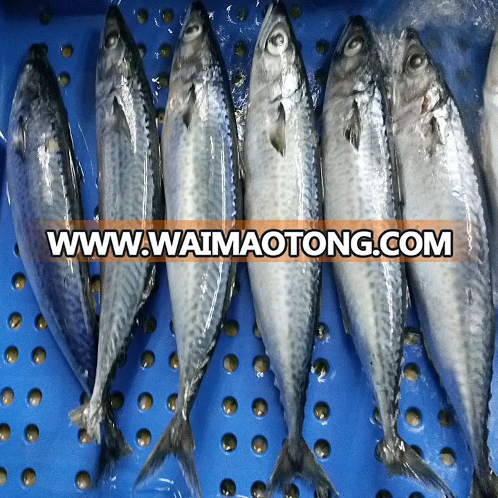 Block Frozen HACCP Mackerel Fish