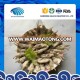 new arrive frozen cooked razor clam meat without shell