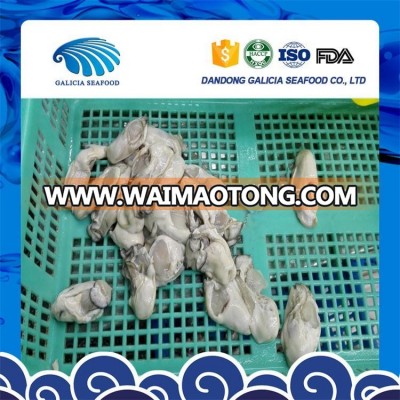 fresh frozen oyster meat with good quality